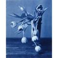 John dugdale american b 1960 mourning tulips 1999 cyanotype framed signed dated titled and numbered 812 10 x 8 sheet provenance private collection new york
