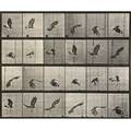 Eadweard muybridge britishamerican 18301904 plates 701 727 747 763 and 780 from animal locomotion an electrophotographic investigation of consecutive phases of animal movements 1887 five c