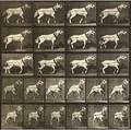Eadweard muybridge britishamerican 18301904 plates 572 582 and 586 from animal locomotion an electrophotographic investigation of consecutive phases of animal movements 1887 three collotypes