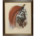 Bird of paradise print photo mechanical 20th c reproduction of a 19th c lithograph framed 23 12 x 19 12 sight