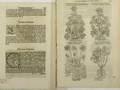 Fourteen folio pages historic printers 15th and 15th c examples john gerard the herbal 1597 rembertus dodoens the historie of plantes 1578 and twelve more examples quran manuscript leaf
