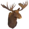 Trophy mounted moose head with 60 rack 20th c purportedly of lower 48 state origin 47 x 61