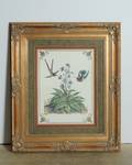 Hummingbird  Botanical Print in Ornate Frame
