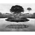 Jerry uelsmann american b 1934 floating tree 1969 gelatin silver print framed signed and dated 9 78 x 12 38 sight provenance private collection