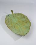 Bronze Leaf Form Platter