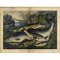 Currier  ives american 19th c handcolored lithograph american game fish framed 19 12 x 27 34 plate