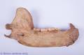 Prehistoric Cave Bear Jaw
