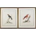 Italian school two etchings of wild birds 18th c framed each 20 12 x 17