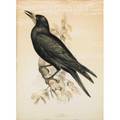 Charles joseph hullmandel british 17891850 three handcolored engravings of birds rook snowy grannet and black gull each framed 18 x 22 and 22 x 18