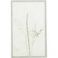 Jane byrd mccall whitehead american 18611955 byrdcliffe botanical study study of grasses byrdcliffe ny ca 1900 colored pencil gouache on paper matted and framed provenance property