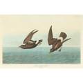 John james audubon american 17851851 hand colored engraving least stormy petrel plate 311 from birds of america r havell 1836 12 16 x 19 38 plate provenance sothebys june 7