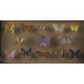 Specimen butterfliesthirteen mounted in shadow box14 34 x 26 34