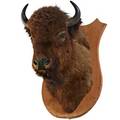 Taxidermy bison shoulder mount 37 x 22 x 29