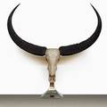 Anthony redmile very large asian water buffalo skull and horns mount london 1970s 65 x 65 x 16