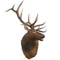 Taxidermy twelvepoint elk mount 54 x 48 x 42