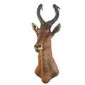 Taxidermy red hartebeest mount 37 x 16 x 28 12
