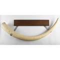 Ivory tusk with mahogany and aluminum hanging mount 19th20th c 44