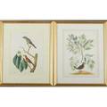 Botanical prints two from same portfolio together with an offset lithograph of a forest all framed largest 16 x 21 sight
