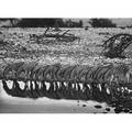 Sebastio salgado brazilian b 1944 zebras namibia 2005 gelatin silver print  signed dated and titled 14 58 x 20 image 19 34 x 23 58 sheet provenance private collection new yo