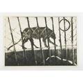 Michael mazur american b 1935 panther from the zoo series 1974 monoprint framed signed dated titled and numbered ab 17 34 x 25 58 plate 19 x 27 sight