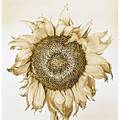Frederic ohringer american b 1940 three sepia toned gelatin silver prints flower close ups coco 1994 dahlia 1990 sunflower 1992 all framed all signed dated and numbered each 15