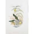 John gould english 18041881 four handcolored lithographs of hummingbirds by gould h c richter and william hart framed from a monograph of the trochilidae or family of hummingbirds lond