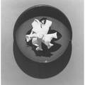 Robert mapplethorpe american 19461989 gardenia from portfolio y 1978 gelatin silver print framed signed and numbered 1225 7 58 x 7 58 provenance private collection
