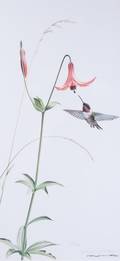 Ruth Ray RubyThroated HummingbirdCanada Lily