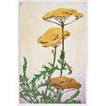 Edna boies hopkins 18723  1937 color woodblock print achillea ohio ca 1910 matted and framed pencil signed numbered 11 image 10 34 x 7 14 literature vasseur edna boies hopkin