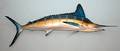 83 Mounted Sailfish