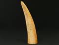 UNCARVED IVORY TUSK