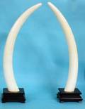 272 PAIR OF UNCARVED IVORY TUSKS