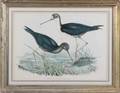 TWO ORNITHOLOGICAL PRINTS