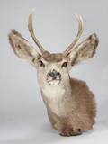 TAXIDERMY DEER HEAD MOUNT