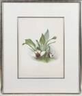 SET OF THREE BOTANICAL PRINTS