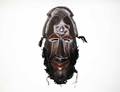 441 WEST AFRICAN TRIBAL MASK