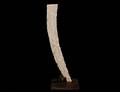 193 CARVED IVORY TUSK