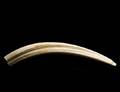 466 UNCARVED NATURAL TUSK