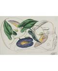 MIKHAIL CHEMIAKIN RUSSIAN B 1943 Metaphysical Transformation Transformed Botanical Engraving