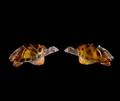 319 TWO LALIQUE AMBER CRYSTAL CAROLINE TURTLES
