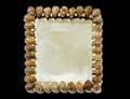 26 SHELL MIRROR