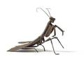 A Japanese Silver Articulated Model of a Praying Mantis