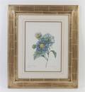 Redoute botanical print framed