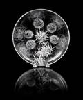 A Svarc Thistle Glass Plate