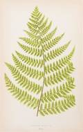 BOTANY FERNS