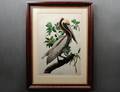 157 AFTER JOHN J AUDUBON FrenchAmerican 17851851