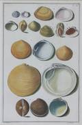 Two Framed Hand Colored Engravings of Shells