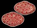 209 PAIR OF COPPER RED PORCELAIN DISHES