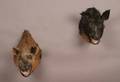 A Pair of Taxidermy Boar Head Mounts