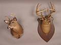 A Collection of Four Taxidermy Stag Head Mounts
